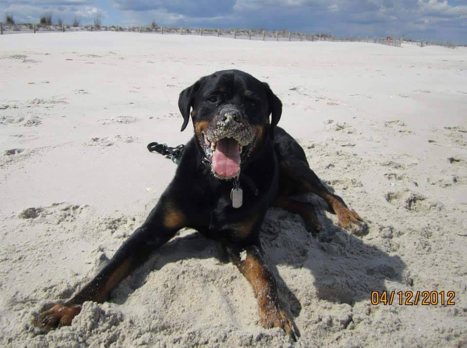 Dog at the beach playing in the sand