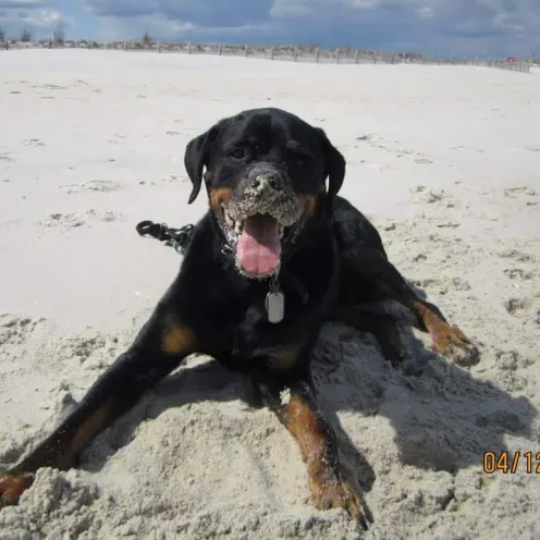 Dog at the beach playing in the sand
