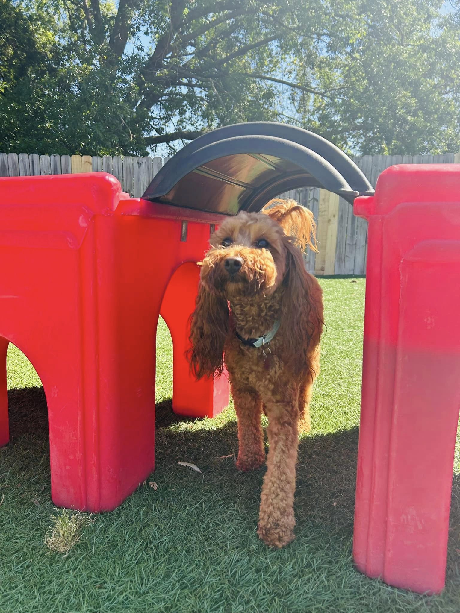 A fluffy dog with curly hair playing in the playground at Club Mutts