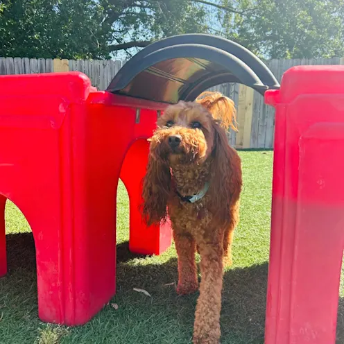 A fluffy dog with curly hair playing in the playground at Club Mutts A fluffy dog with curly hair playing in the playground at Club Mutts