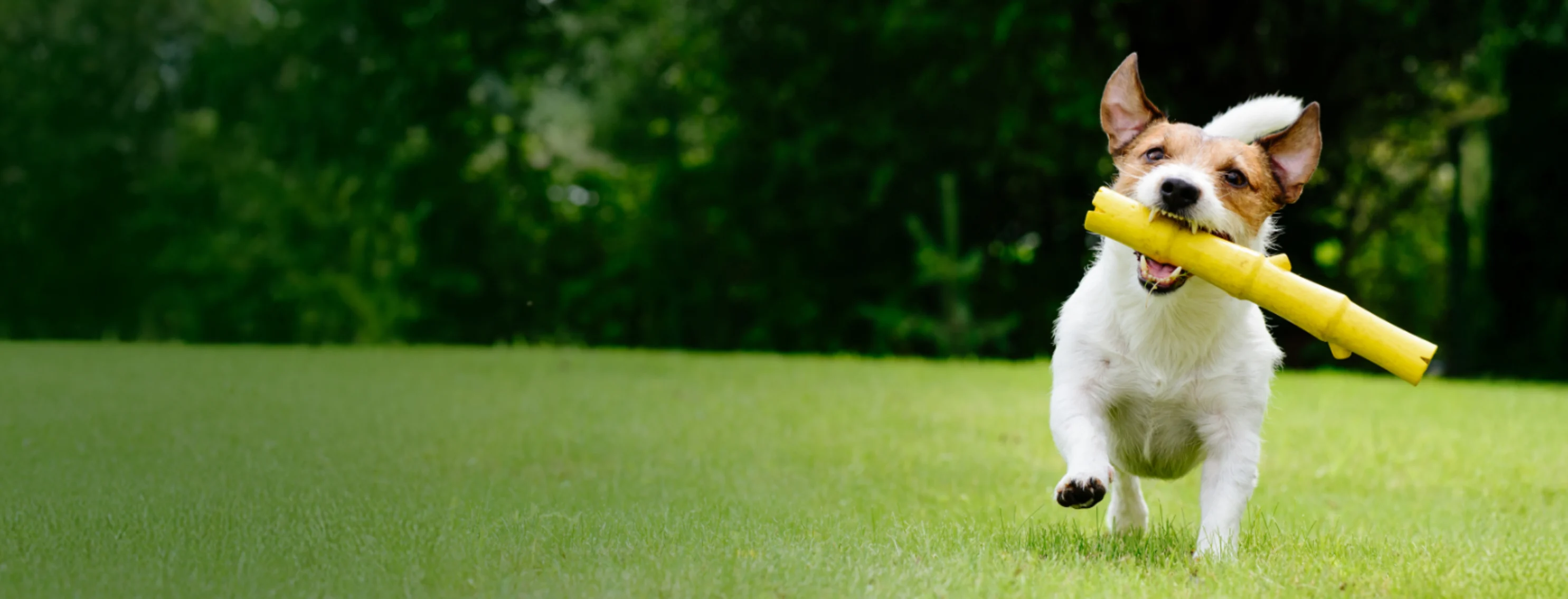 Dog Running with Yellow Toy Dog Running with Yellow Toy