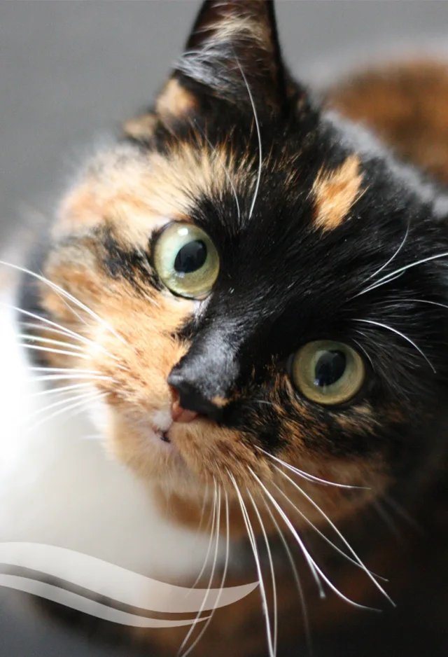 A calico cat looking into the camera