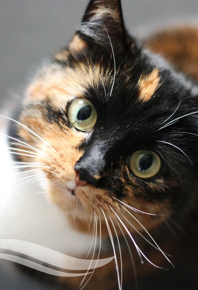 A calico cat looking into the camera A calico cat looking into the camera