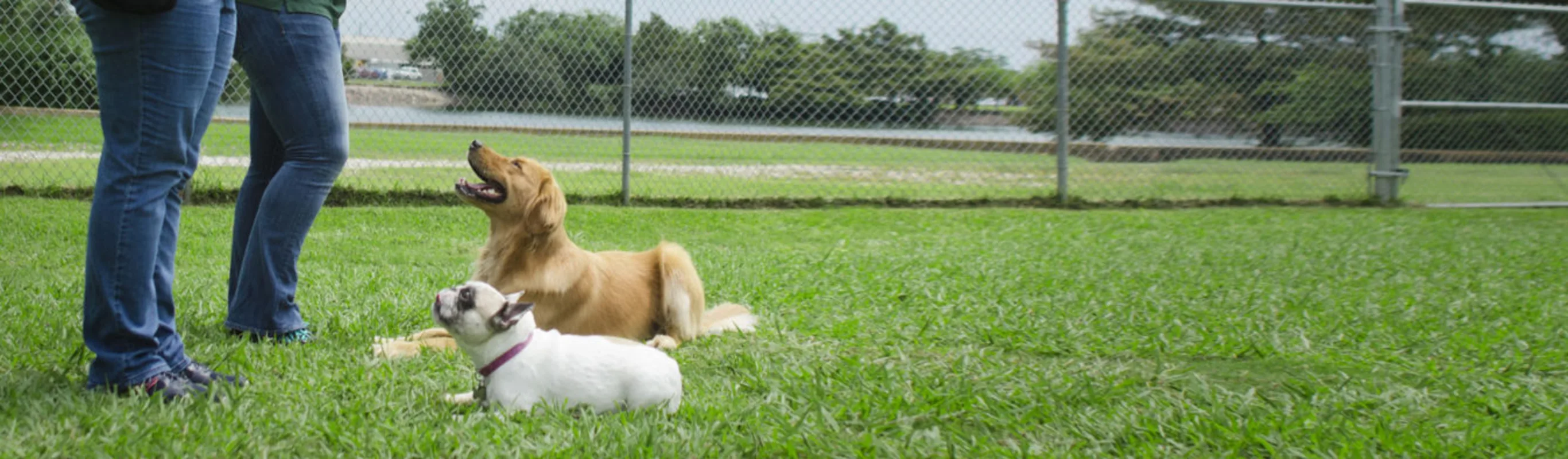 Two dogs laying down in front of trainer