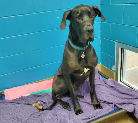 Black Dog Sitting in a Single Lodge Black Dog Sitting in a Single Lodge