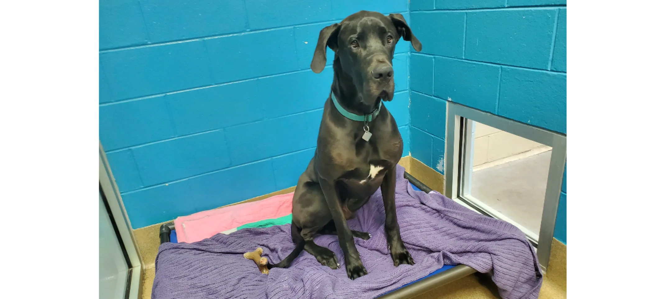 Black Dog Sitting in a Single Lodge Black Dog Sitting in a Single Lodge