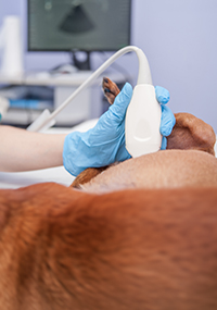 dog getting an ultrasound