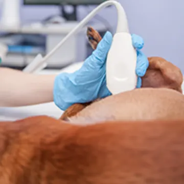 dog getting an ultrasound dog getting an ultrasound
