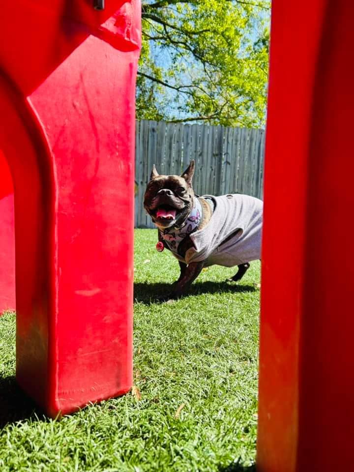 A small dog in a sweater at Club Mutts