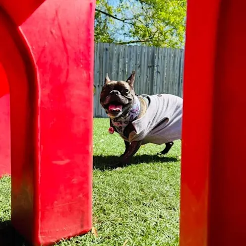 A small dog in a sweater at Club Mutts A small dog in a sweater at Club Mutts
