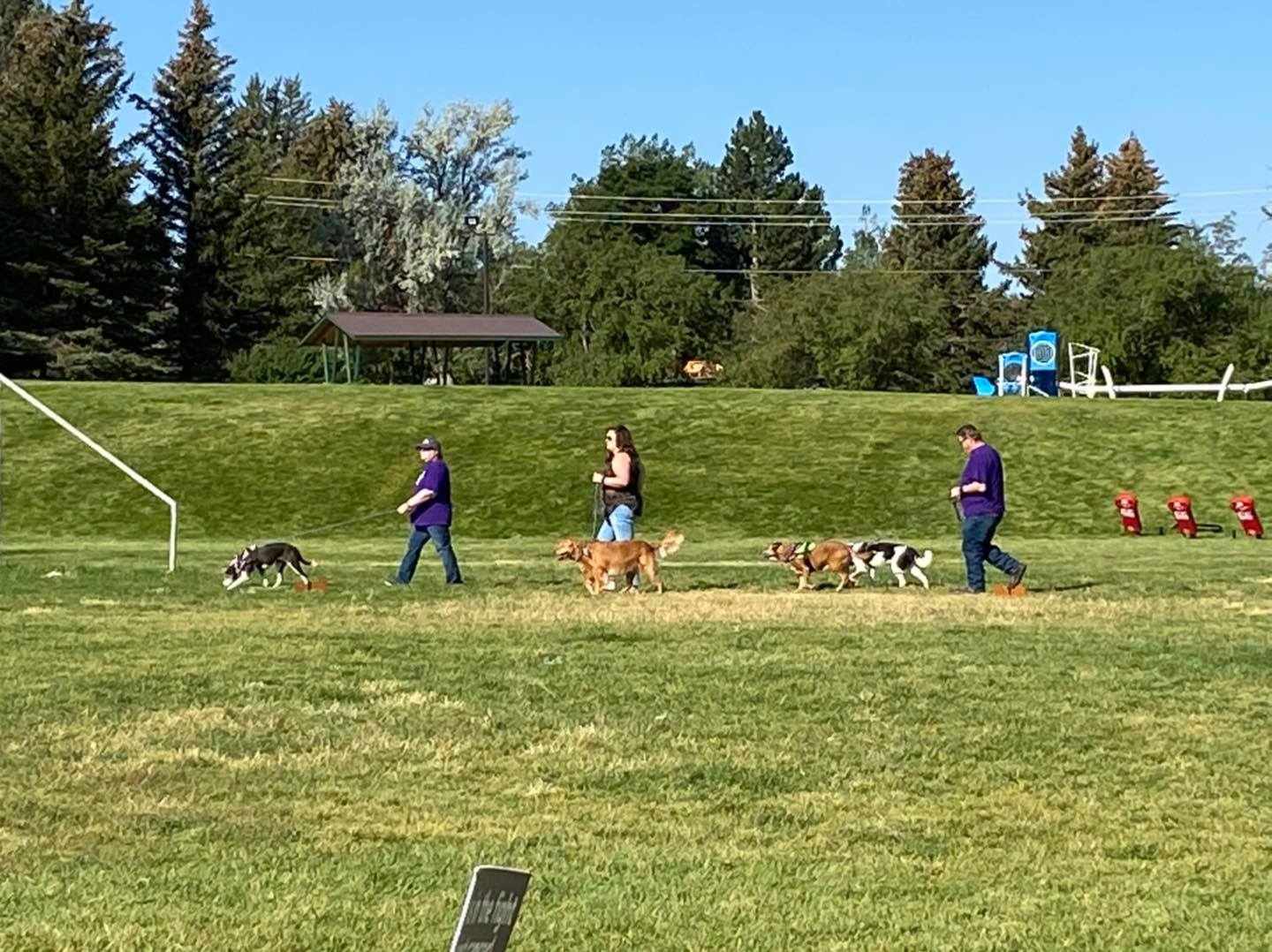 People at afar walking with dogs on green grass with trees at the background.