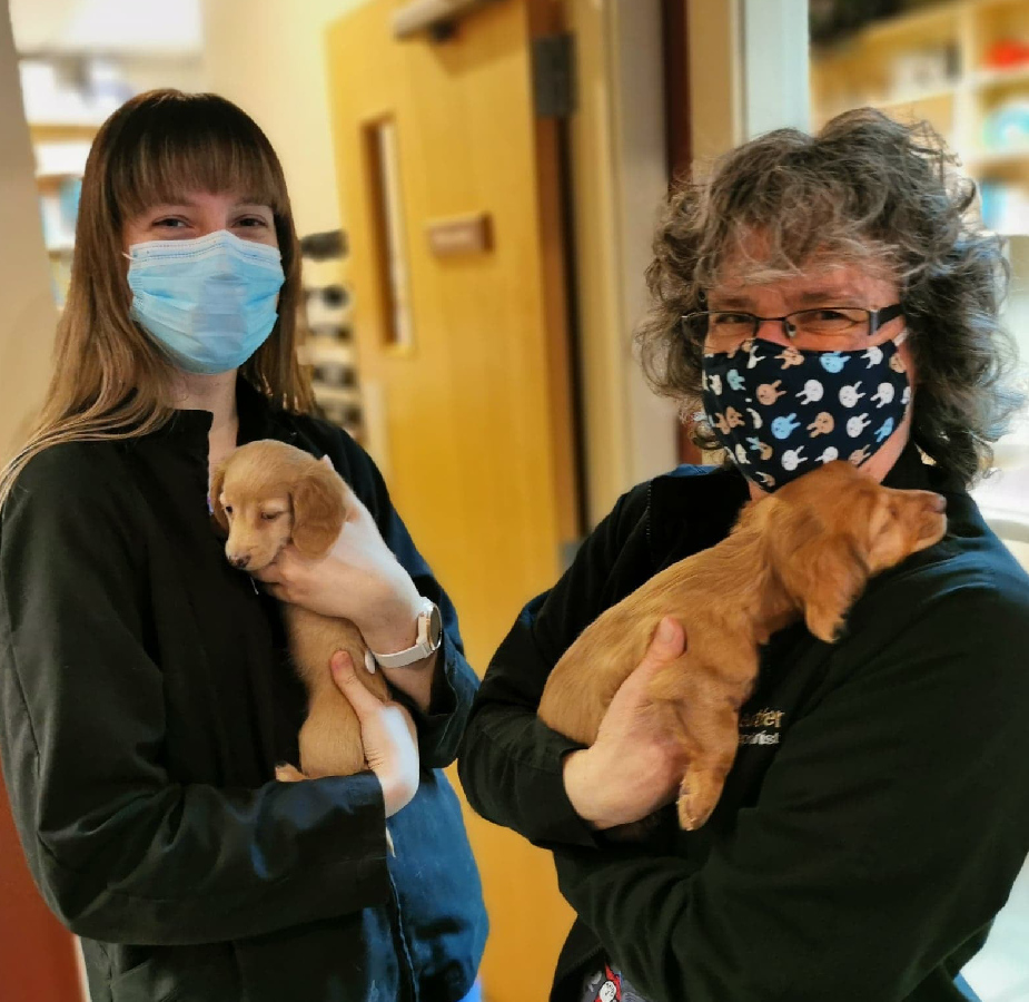 Two LVH staff holding puppies