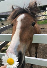Horse sniffing flower