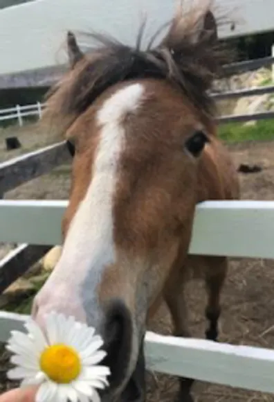 Horse sniffing flower Horse sniffing flower