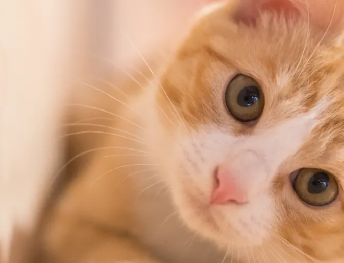 Cat tilting head Cat tilting head