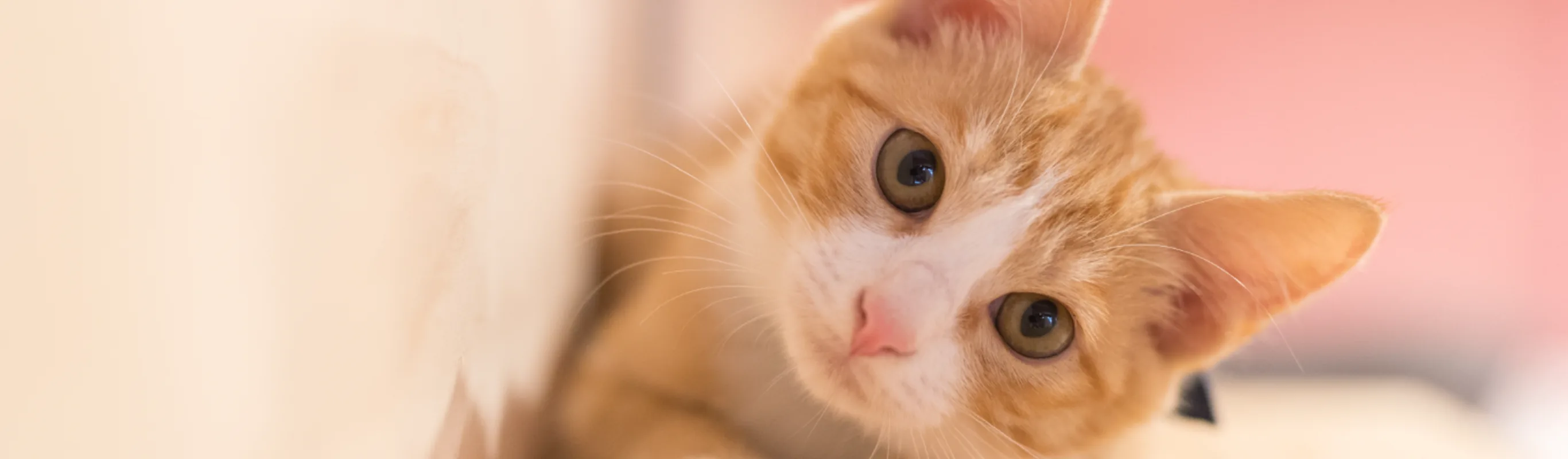 Cat tilting head Cat tilting head