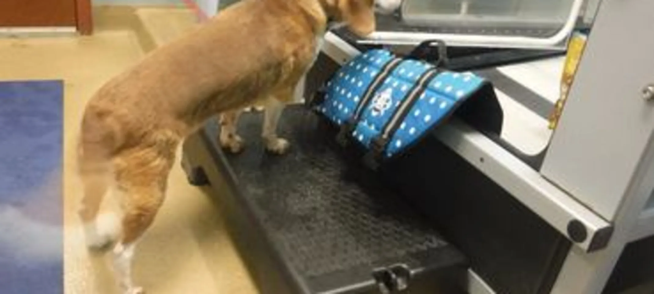 Dog performing hydrotherapy Dog performing hydrotherapy
