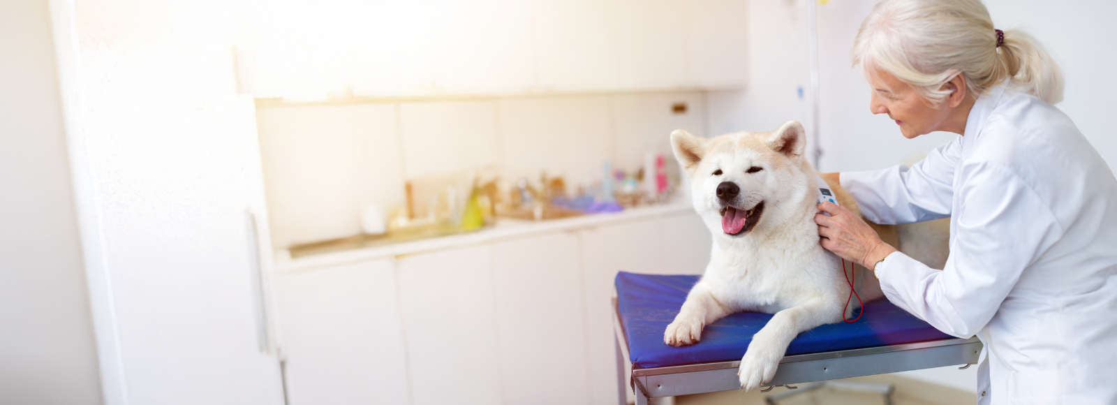 Older Veterinarian Examining a Happy Husky (Dog)