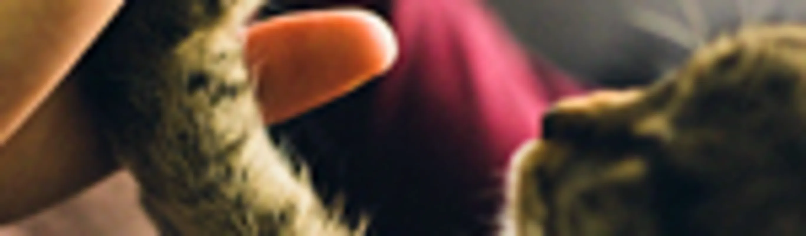 Tabby cat touching hands with a person. Tabby cat touching hands with a person.