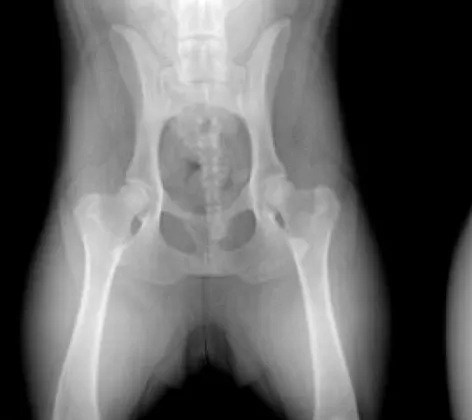 The Orthopedic Foundation for Animals The Orthopedic Foundation for Animals