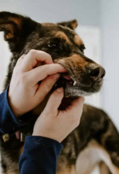 Dog having Teeth Examined