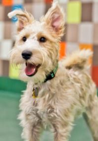 A White Dog at Pooch Hotel