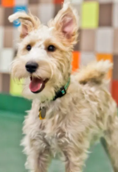 A White Dog at Pooch Hotel A White Dog at Pooch Hotel