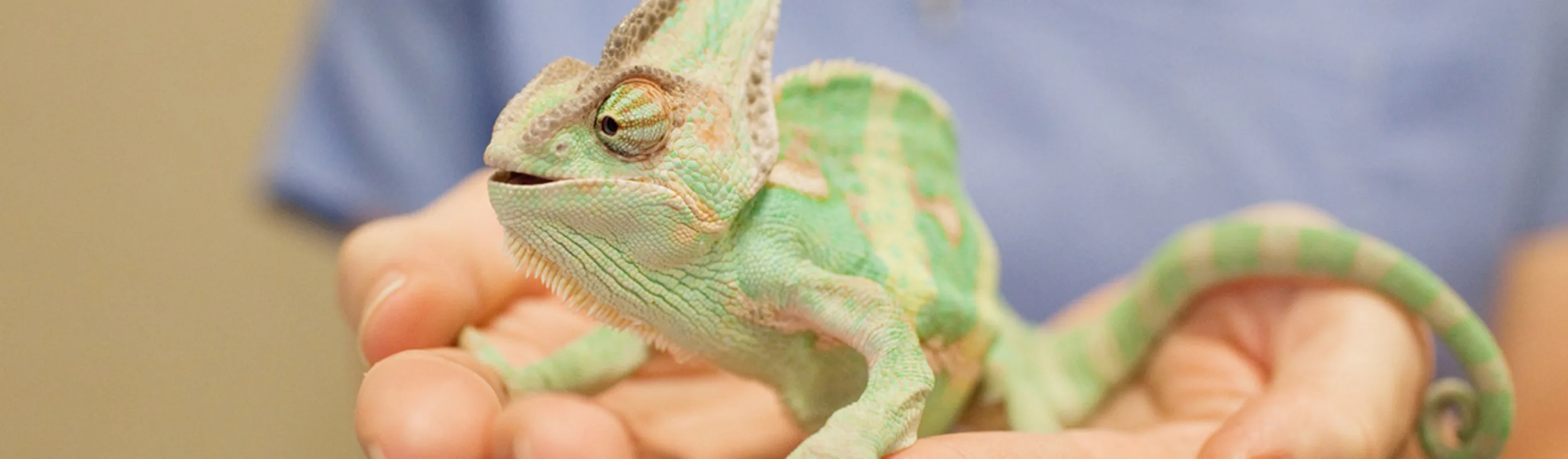 staff member holding chameleon staff member holding chameleon