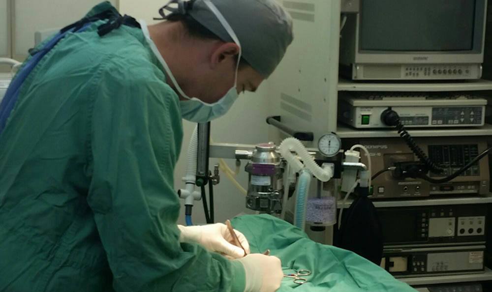 Surgeon performing surgery at Merrimack Veterinary Hospital