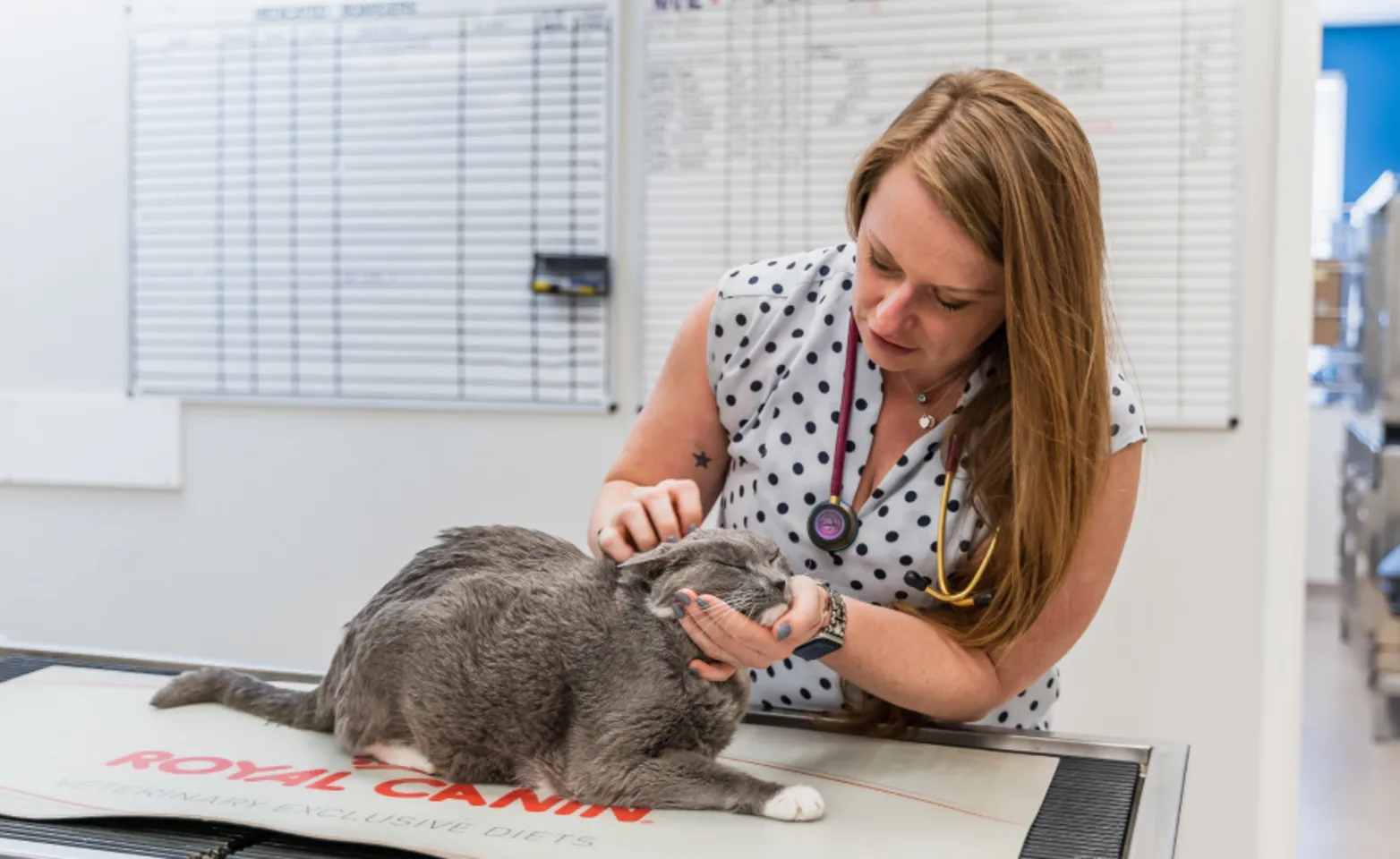 Dr. Desiree Brooke Treatment at Mechincsville Animal Hospital Dr. Desiree Brooke Treatment at Mechincsville Animal Hospital