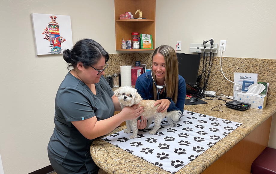 Veterinarian in Mesa, Arizona | Alta Mesa Animal Hospital