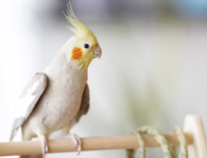 A small cockatiel sitting on a perch