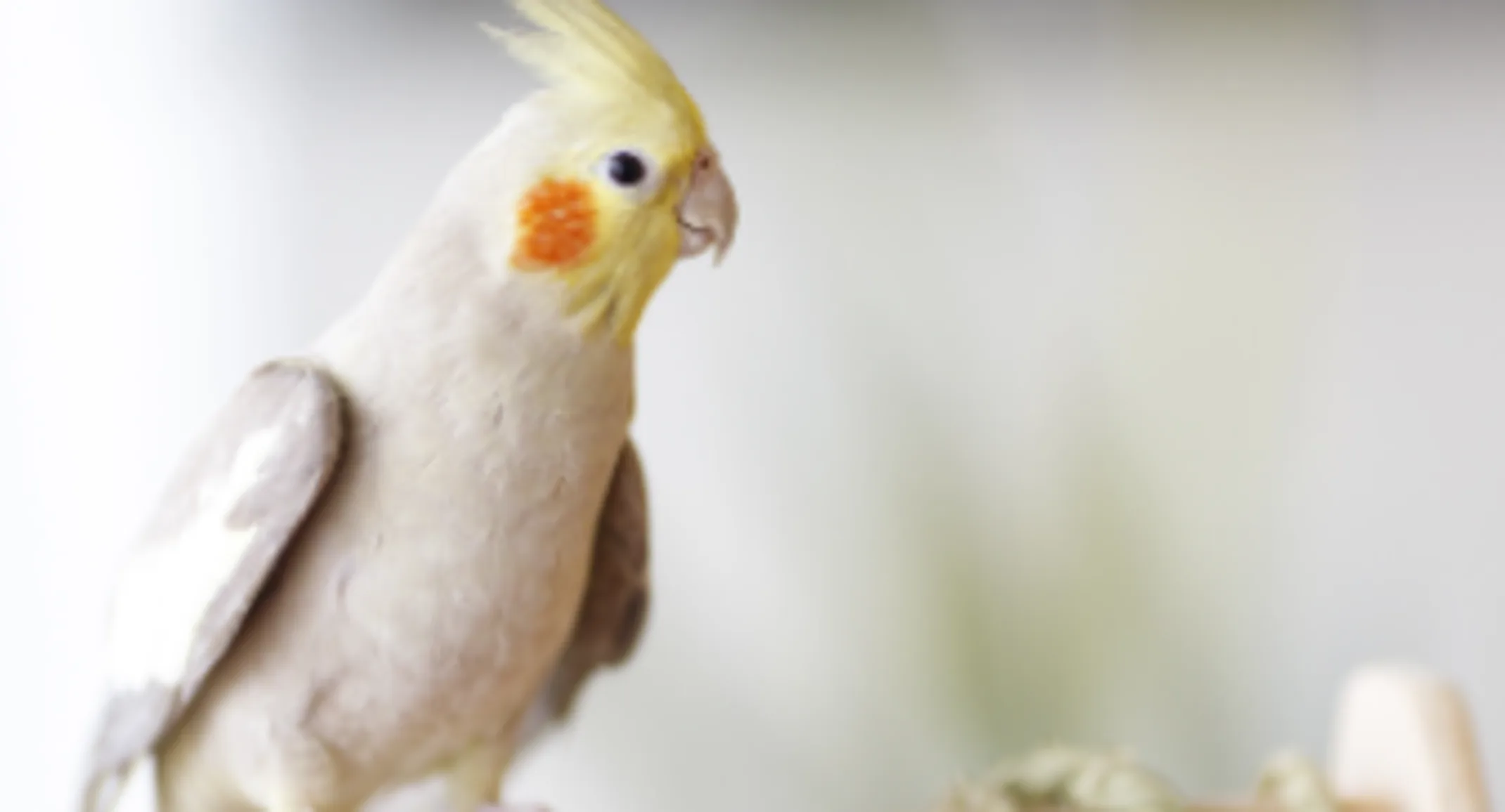 A small cockatiel sitting on a perch