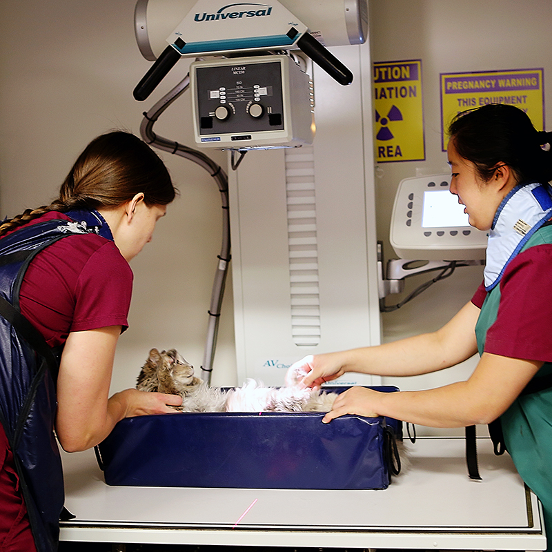 Our experienced and skilled technicians handle all our pet patients with great care