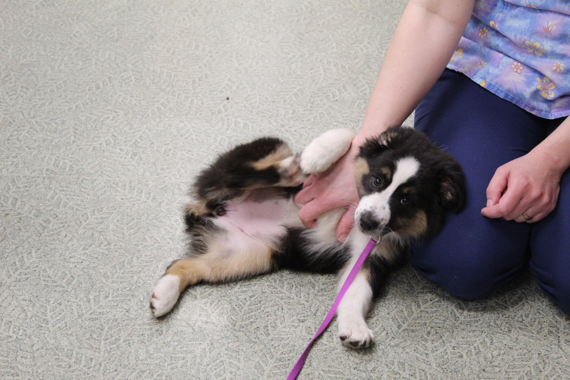 Puppy with purple leash getting pets