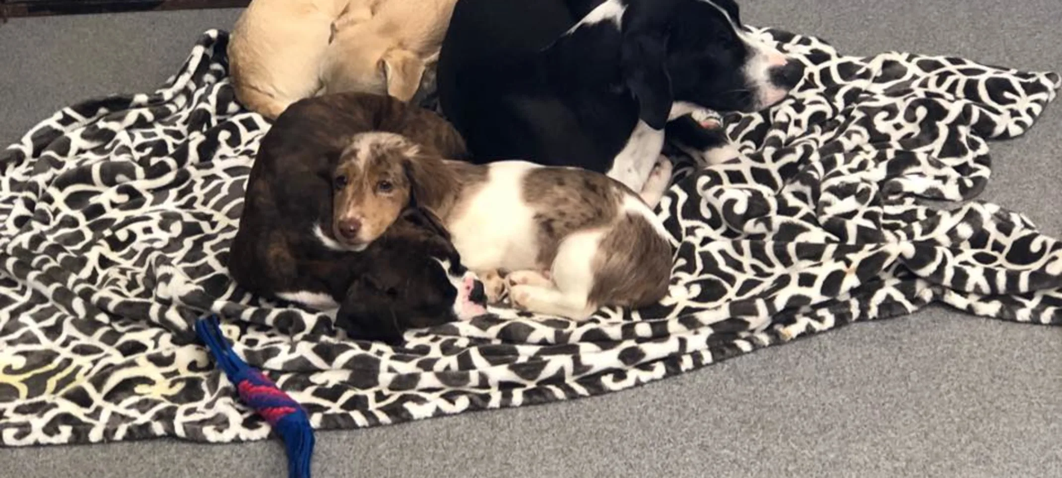 Puppies cuddling Puppies cuddling