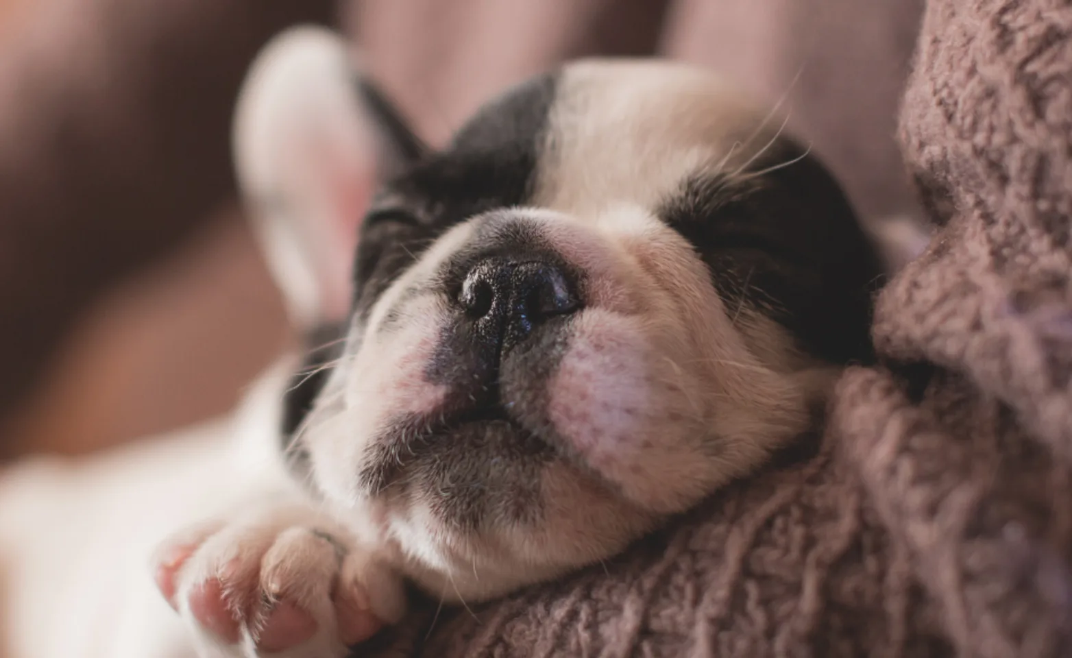 Close Up of Puppy Sleeping in Someone's Arms Close Up of Puppy Sleeping in Someone's Arms