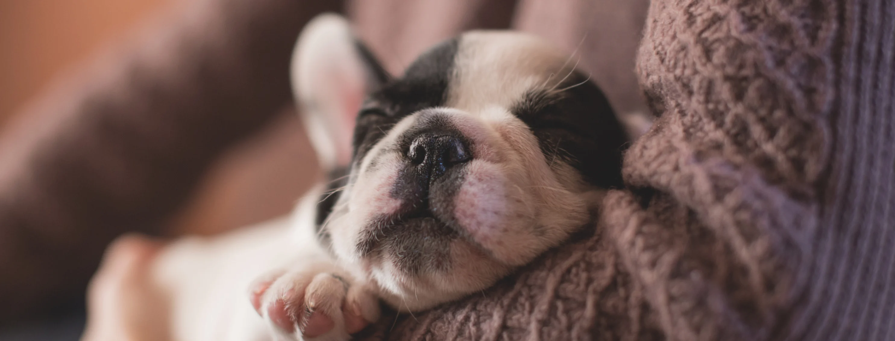 Close Up of Puppy Sleeping in Someone's Arms Close Up of Puppy Sleeping in Someone's Arms