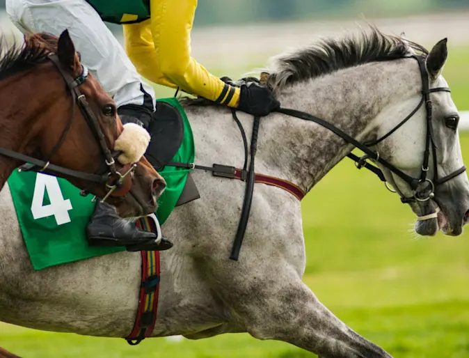 Horse Equine Racing