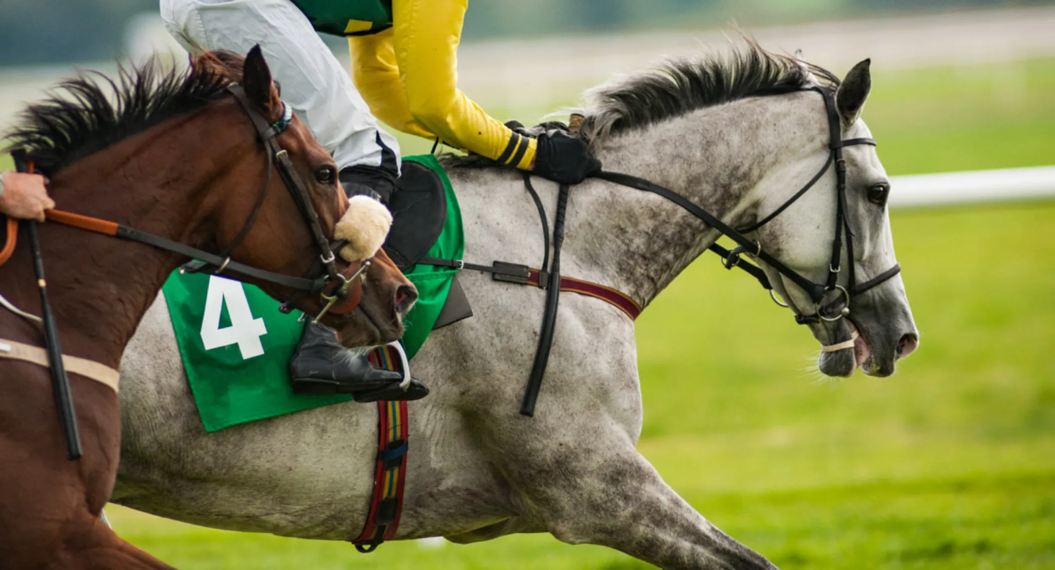 Horse Equine Racing