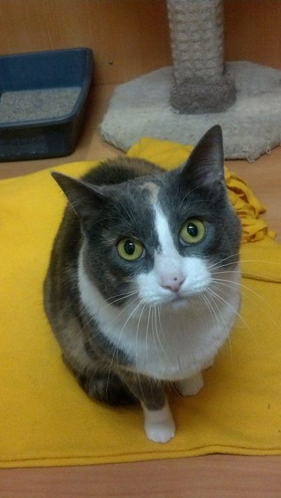 Grey and white cat on yellow blanket