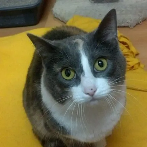 Grey and white cat on yellow blanket