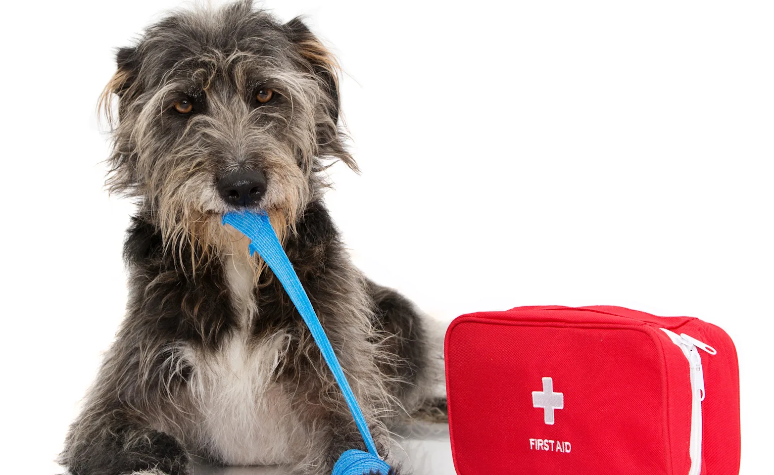 Dog with a first aid kit wrapping its paw in a blue bandage Dog with a first aid kit wrapping its paw in a blue bandage