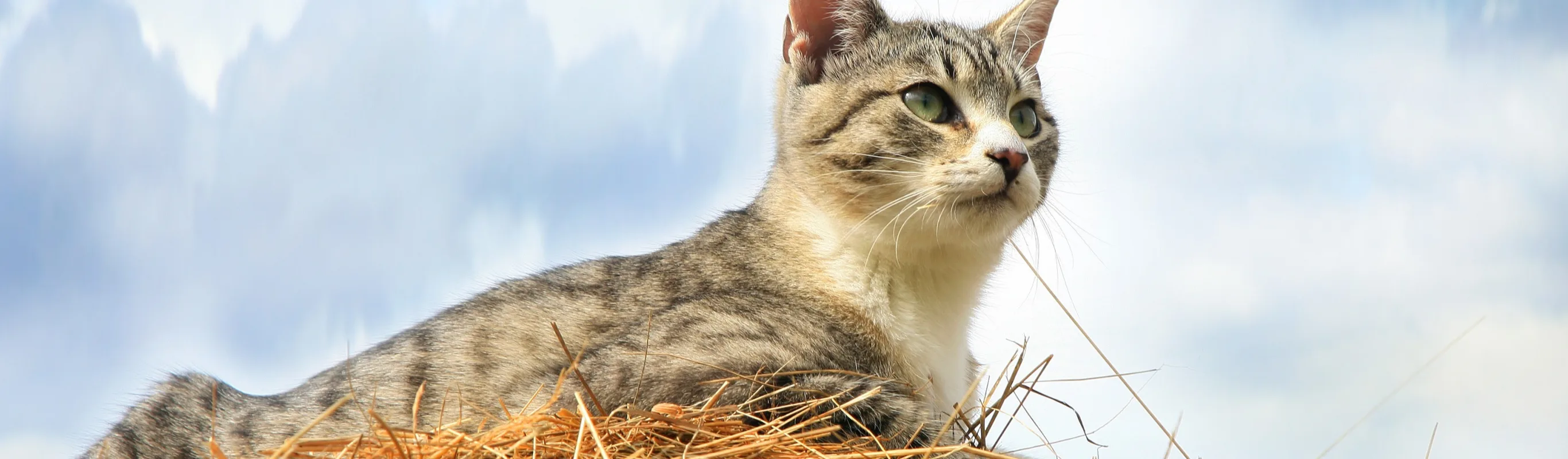 Cat sitting up high, perched in the hay staring into the distance 