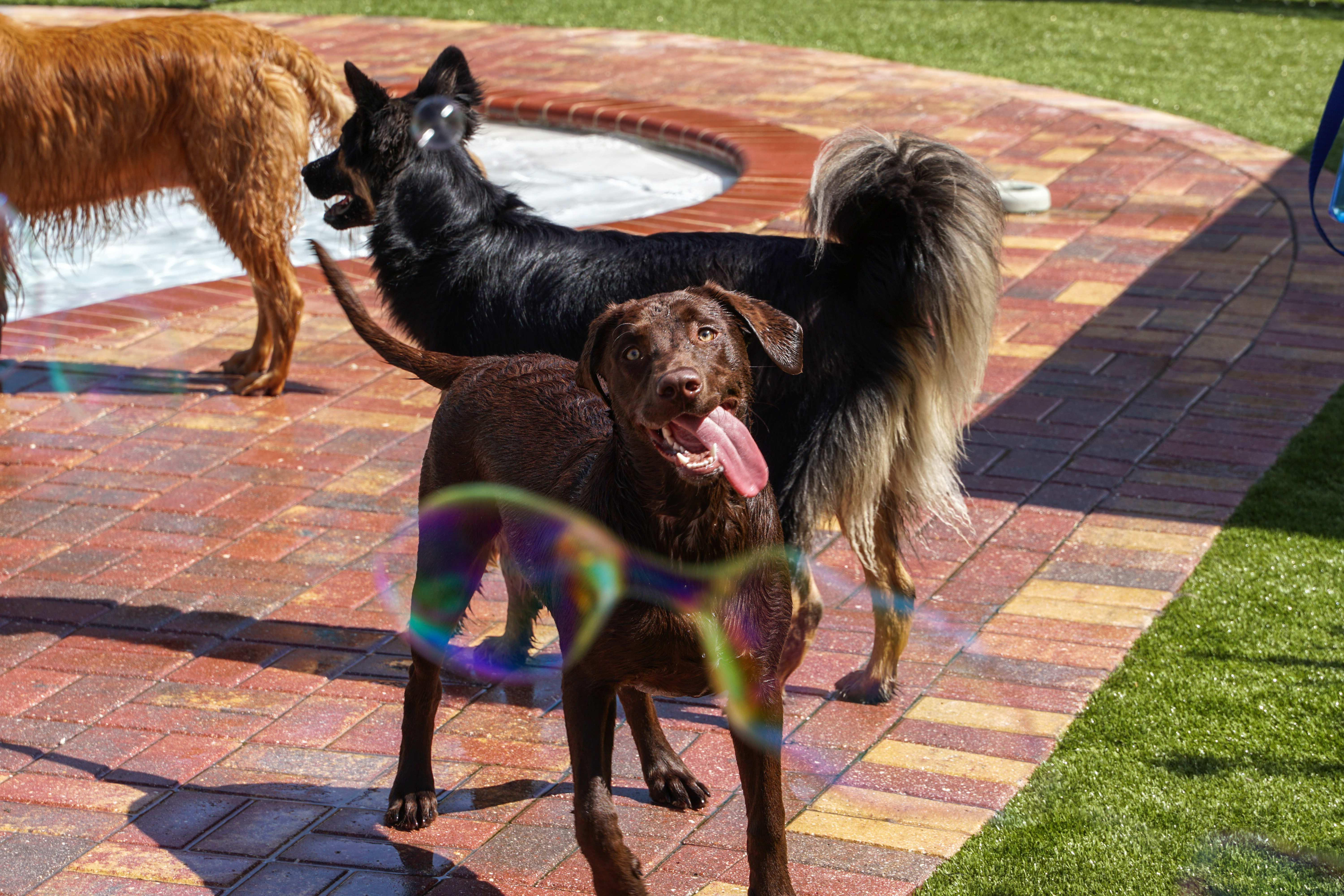 dog smiling with tongue out looking at bubbles