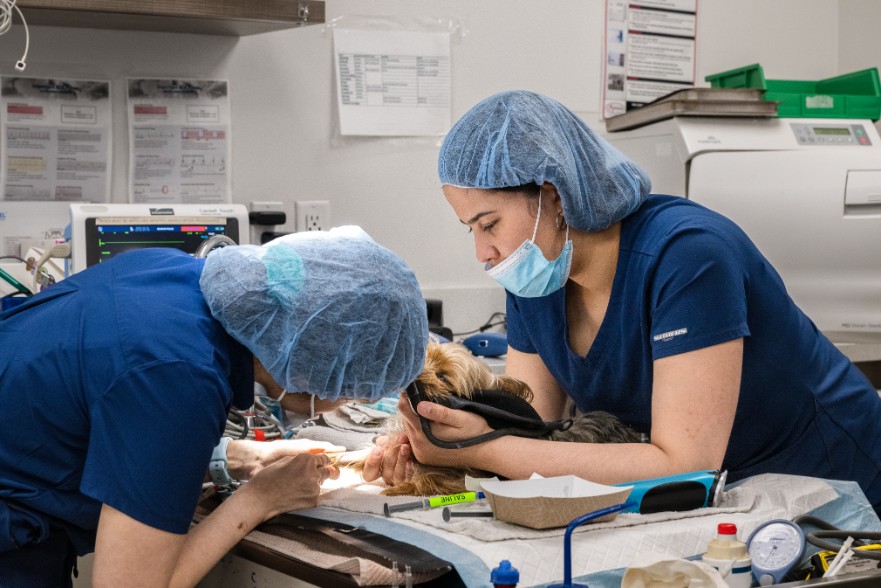 Doctors Examining a Puppy