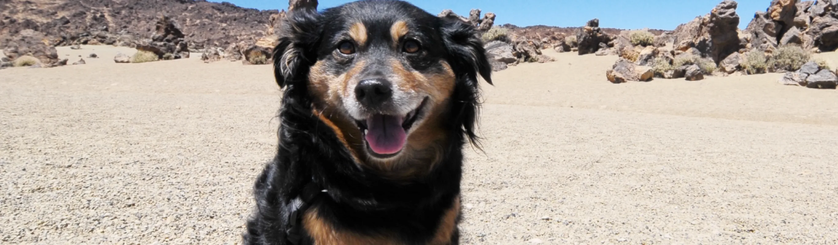 Dog tongue out in sand