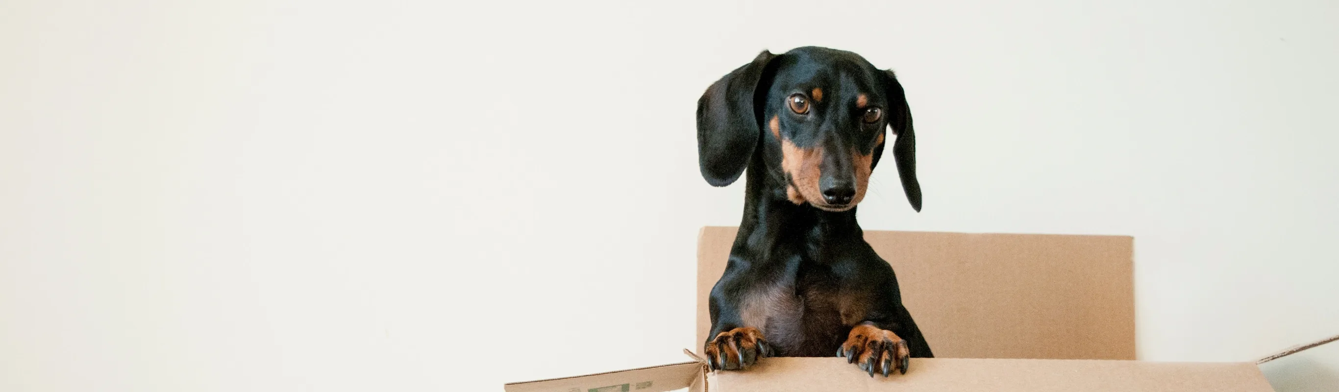 small black dog inside a box small black dog inside a box
