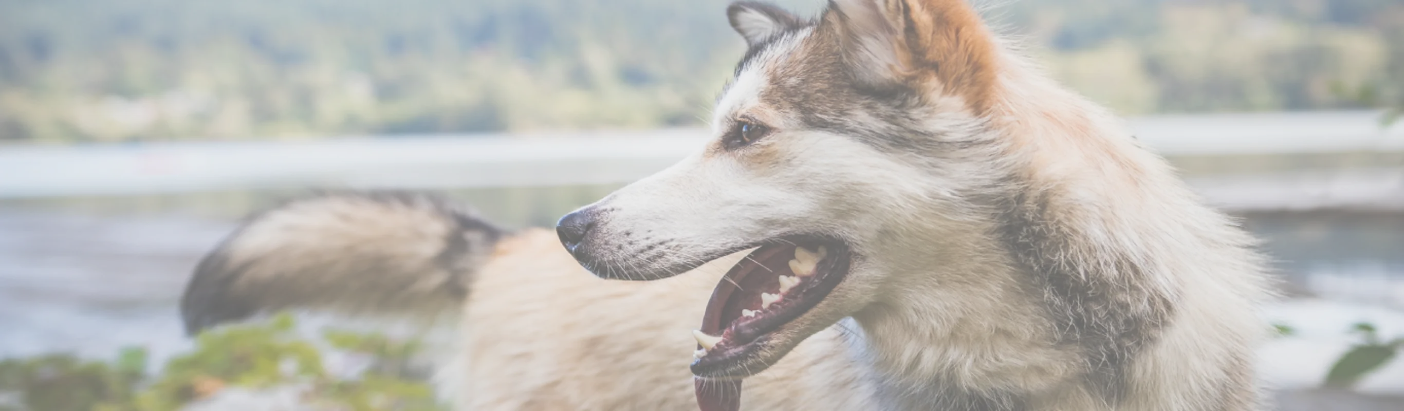 Dog with Tongue out Dog with Tongue out