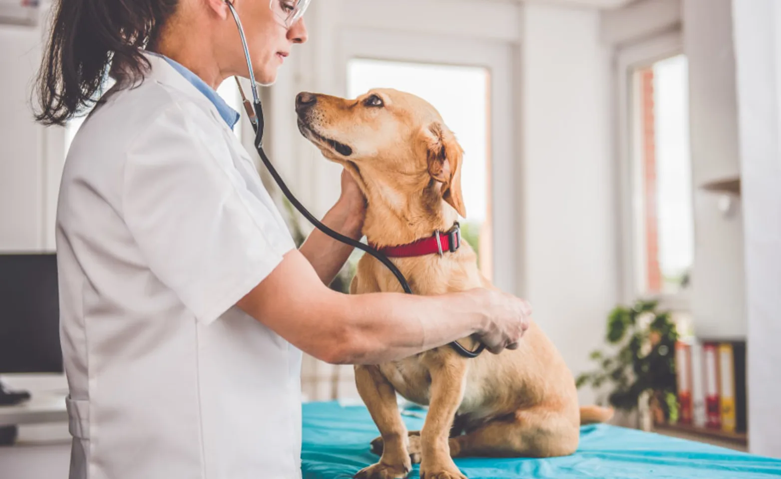 dog having its breathing examined by a veterinarian dog having its breathing examined by a veterinarian